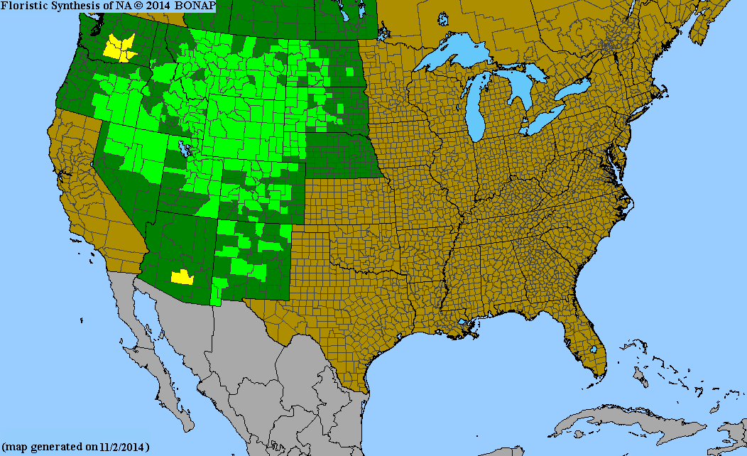 County distribution map of Oenothera caespitosa ssp. caespitosa - Tufted Evening-Primrose